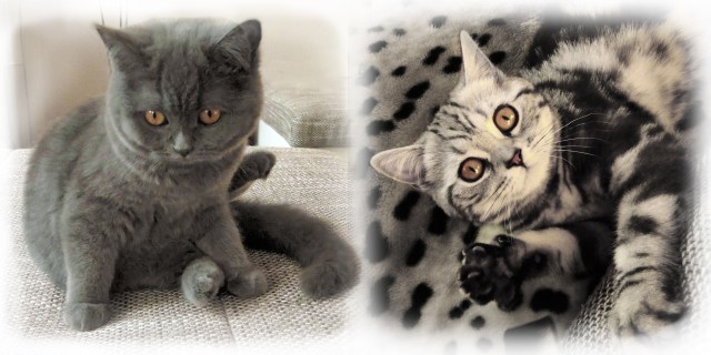Samira&amp;Nelly-1