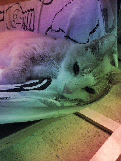 Auggie2_Rainbow