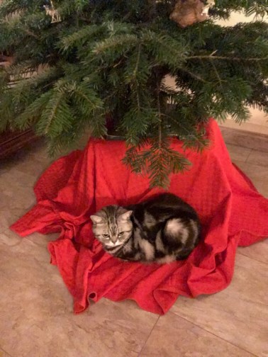 IMG_0678
